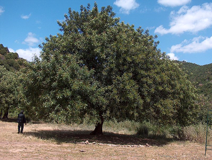 الخروب (Ceratonia siliqua)
