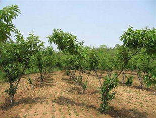 التوت الخشبي (Morus alba)