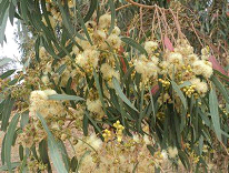 الكاليتوس (Eucalyptus globulus)