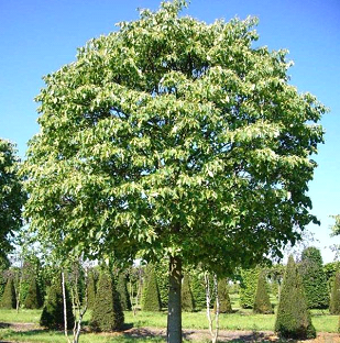 الدلب (Platanus orientalis)