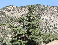 الأرز الأطلسي (Cedrus atlantica)
